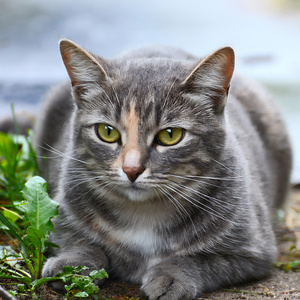 关闭了灰色小猫的肖像