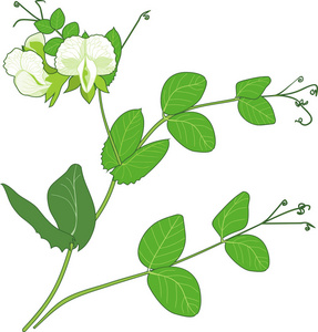 豌豆枝与花和绿叶隔绝在白色背景
