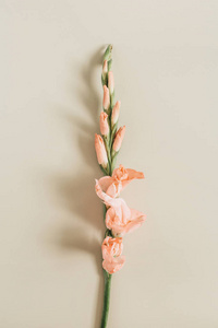 在米色背景的唐菖蒲花。平躺, 顶部视图