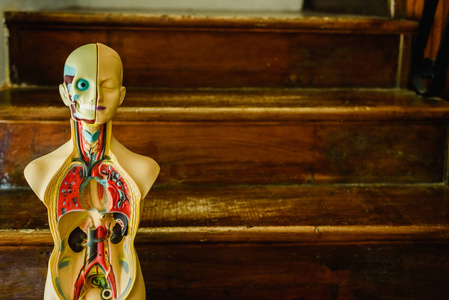 塑料人体解剖学模型在教室或医生中的研究