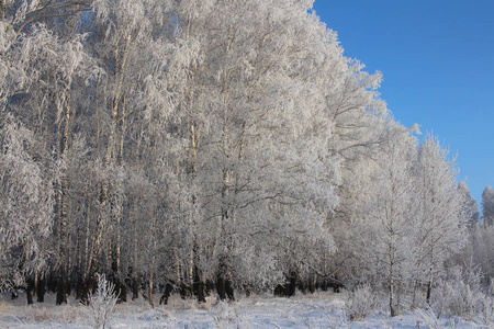 雪白的冬季森林仙子在西伯利亚霜冻