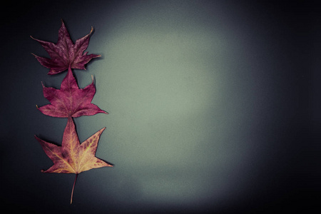 美丽的秋天背景的干燥的叶子查出的黑色的壁纸