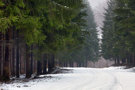 在森林里的雪路