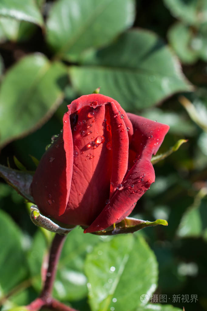 盛开的美丽多彩玫瑰花蕾在花园背景下