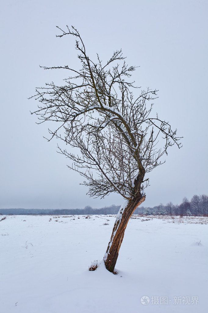 在雪原上棵孤独的树