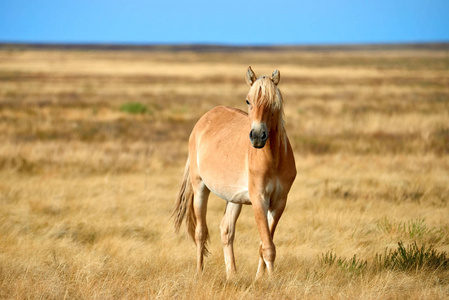 在中亚干燥的草原上放牧的华丽的马和马驹。中亚草原野生马放牧