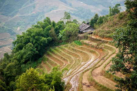 山区越南灌溉水稻栽培梯田