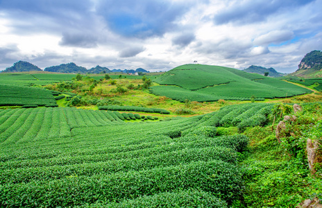 茶种植山