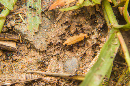 黑蚂蚁图片