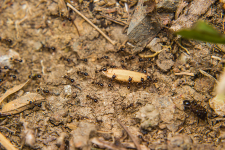 黑蚂蚁黑蚂蚁军队运送粮食照片