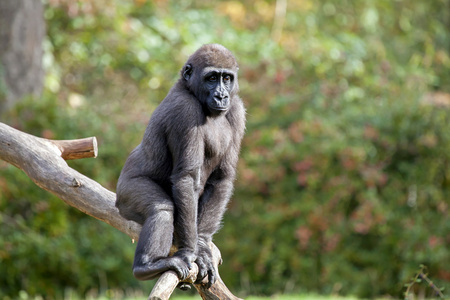在树上玩耍的大猩猩童图片