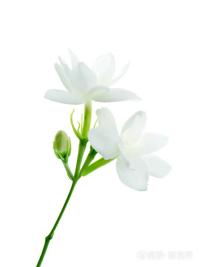 白茉莉花分离白色背景