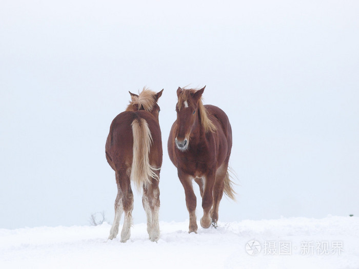 在雪中的两匹马