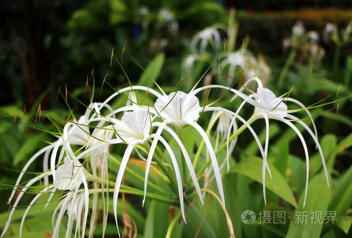 白色蜘蛛百合 Hymenocallis 是一个共同的名字为许多不同的植物种类在家庭里石蒜照片 正版商用图片09zaue 摄图新视界