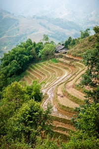 山区越南灌溉水稻栽培梯田