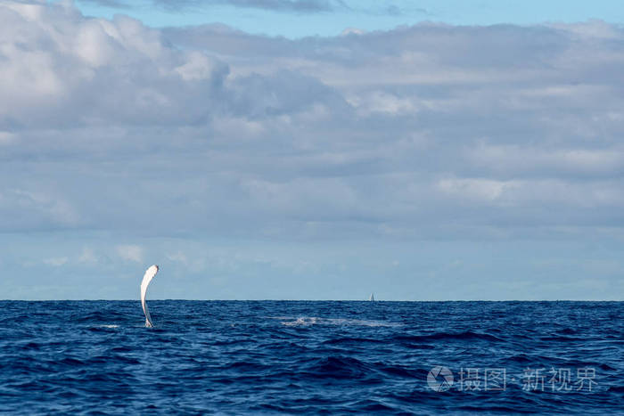 太平洋莫雷阿岛的驼背鲸翅