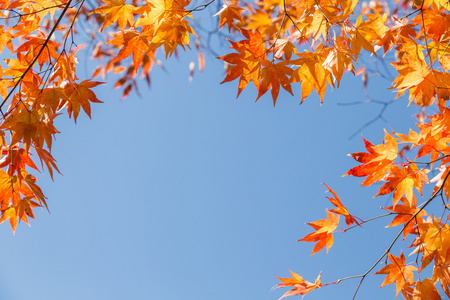 日本北海道的秋天