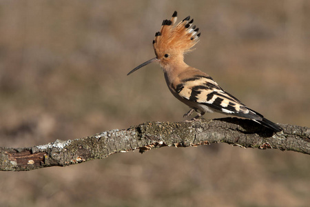 hoopoe, uppa epops。科拉西普斯