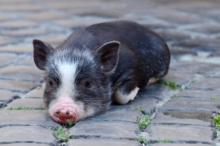 躺在地上的小滑稽黑色越南仔猪的肖像