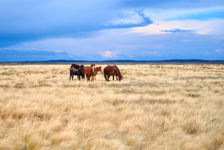 在中亚干燥的草原上放牧的华丽的马和马驹。中亚草原野生马放牧