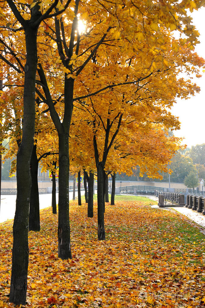 枫树小巷和落叶的秋天的景色