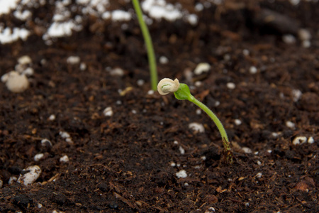 胡椒植物对土壤室内发芽了