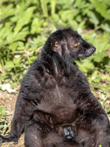 雄性黑狐猴, 美 macaco, 在树上