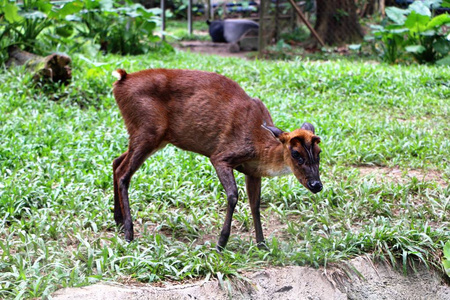 Muntjacs, 也称为吠鹿和 Mastreani 鹿或 kijang