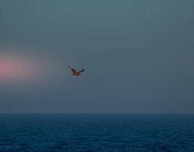一只孤独的小鸟在开阔的海洋上空飞翔在广阔的蓝天图像背景下使用与