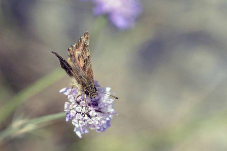 锦葵船长Carcharodus alceae, 克里特岛