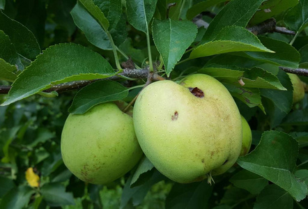 夏季冰雹损坏的成熟苹果, 图像