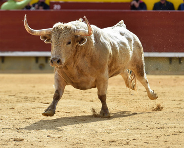 在西班牙的大牛市