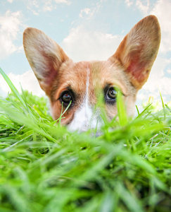 隐藏在草丛中的威尔士矮脚狗狗照片