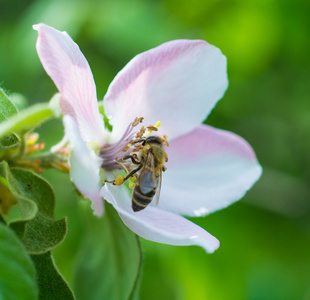 蜜蜂对苹果树花开花特写
