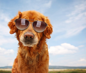 戴墨镜的金毛猎犬照片