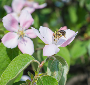 蜜蜂对苹果树花开花特写