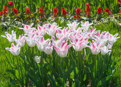 美丽多颜色郁金香花场