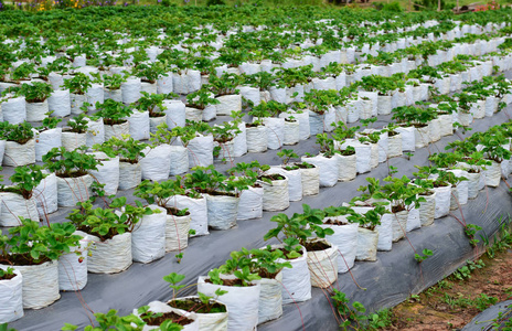 草莓养殖场在花园里种植
