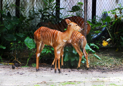 尼亚拉 Tragelaphus angasii, 是一种原产于南部非洲的螺旋角羚羊。