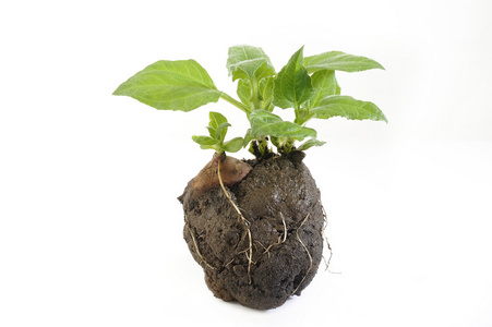 果苗白亚贡雪莲果苗照片