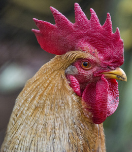 公鸡头照片