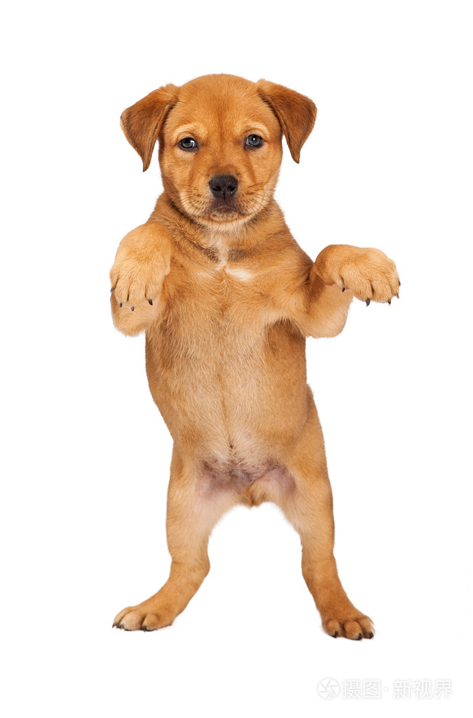 牧羊人组合小狗站