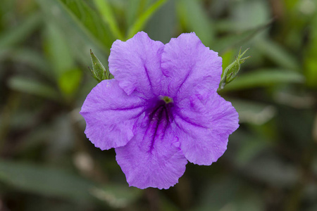 新鲜荸荠紫色 ruellia 荸荠花照片