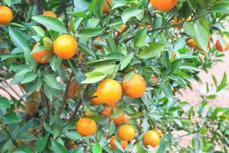 在清迈泰国橙色种植园