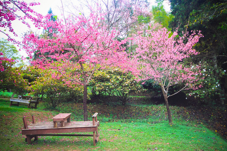 粉色的樱花盛开，在花园里