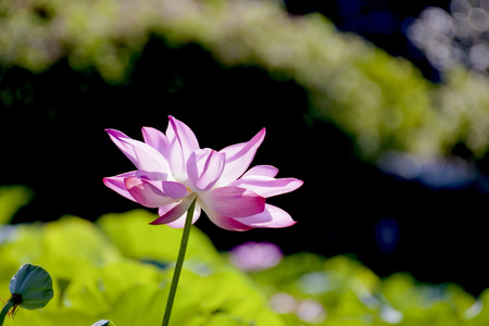 美丽的莲花