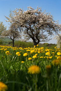 苹果树蒲公英春季盛开的草甸在德国南部乡村蓝色旅途天