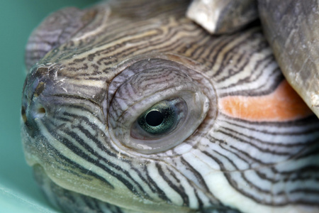 巴西龟乌龟头照片