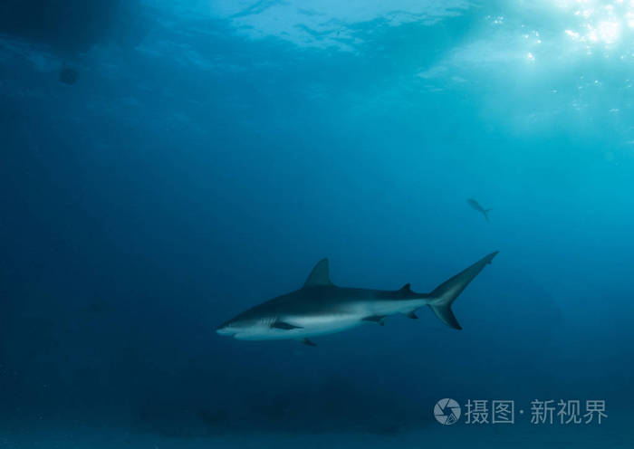 图片显示在巴哈马群岛的加勒比海礁鲨