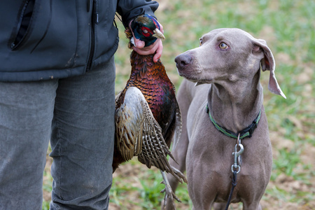 med hunter猎人狩猎犬猎犬猎手猎犬猎人与他的狗打猎抓的野鸡排除的被